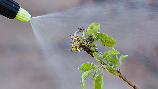 Traitement maladies plantes et jardin